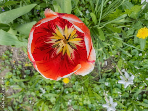 Colorful tulip in the garden close-up