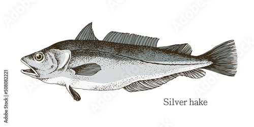 Silver hake fish hand drawn realistic illustration