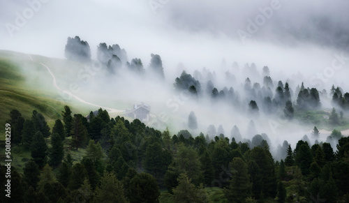 Fog in the forest in the morning in the Dolomites