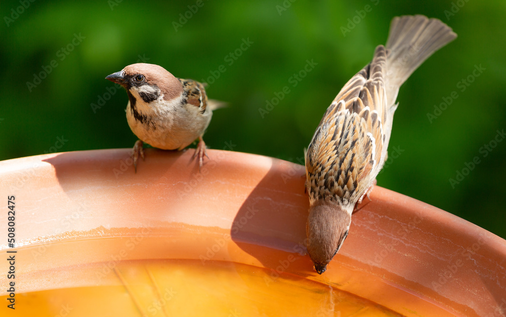 Little birds drinking water. House sparrow Stock Photo Adobe Stock