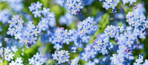 Spring flowers. Forget-me-not flowers in a garden, top view