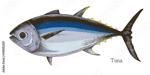 Tuna fish hand drawn realistic illustration