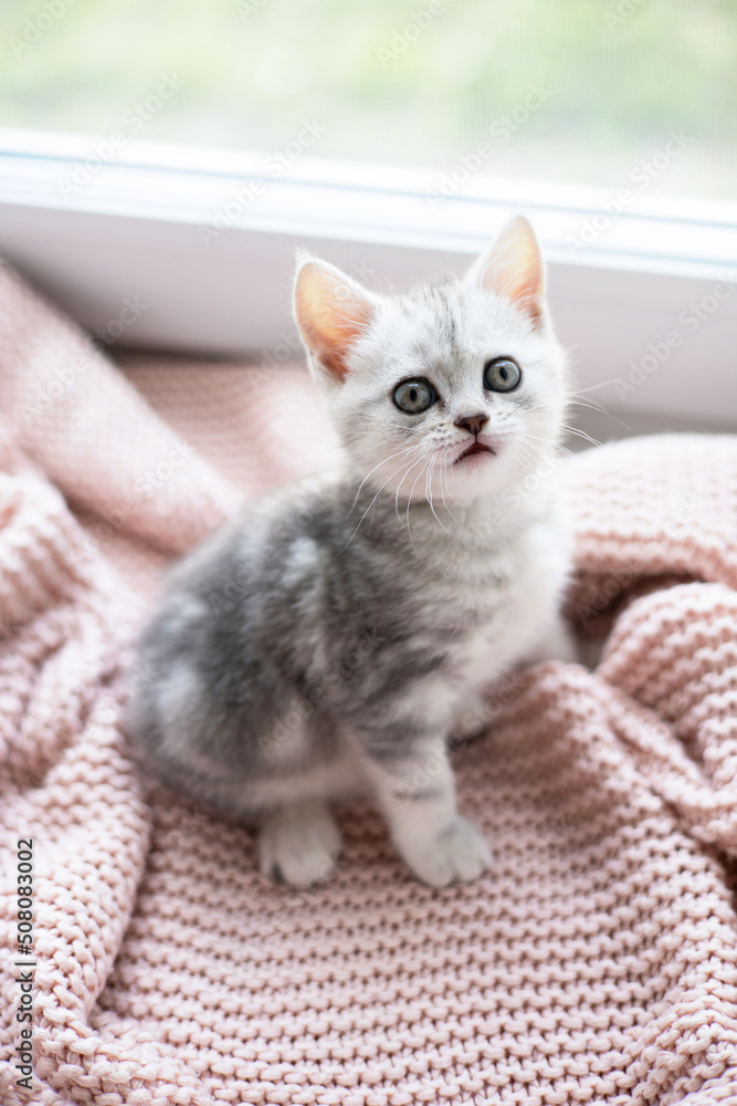 Cute gray and white kitten on a light knitted blanket. Pets. Comfort.