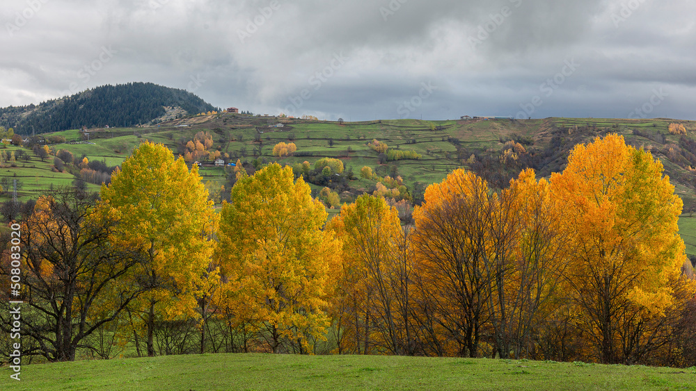 colorful trees in a village and autumn landscape