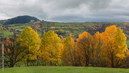 Fototapeta Naklejka Na Ścianę i Meble -  colorful trees in a village and autumn landscape