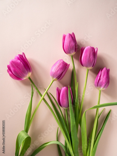 Pink tulips on a pink background. Greeting card for mother s day  March 8  happy easter. Place for text.