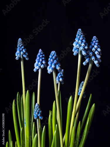 Lilac flowers muscari on a dark background. Gift card with free space.