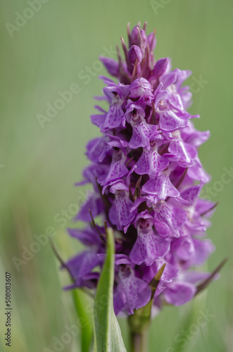 close up of a purple common spotted orchid flower