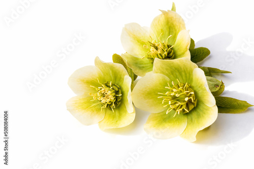 Flower arrangement of spring plant hellebore on a white isolated background close-up.