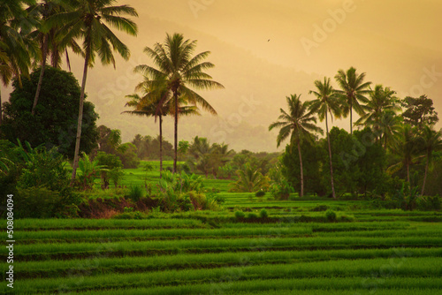 Asian view on a sunny morning, birds on a mountain and green rice fields in Kemumu village, Indonesia