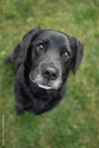 Wallpaper Mural old black labrador retriever dog sitting in grass looking up at the camera Torontodigital.ca