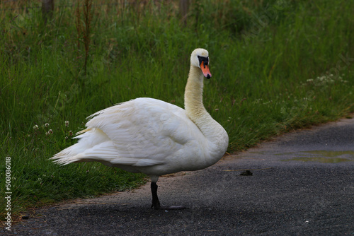 mute swan cygnus olor, a very large water bird standing on the footpath in the rain near its nest. Posing for me when I said cheese 🤣