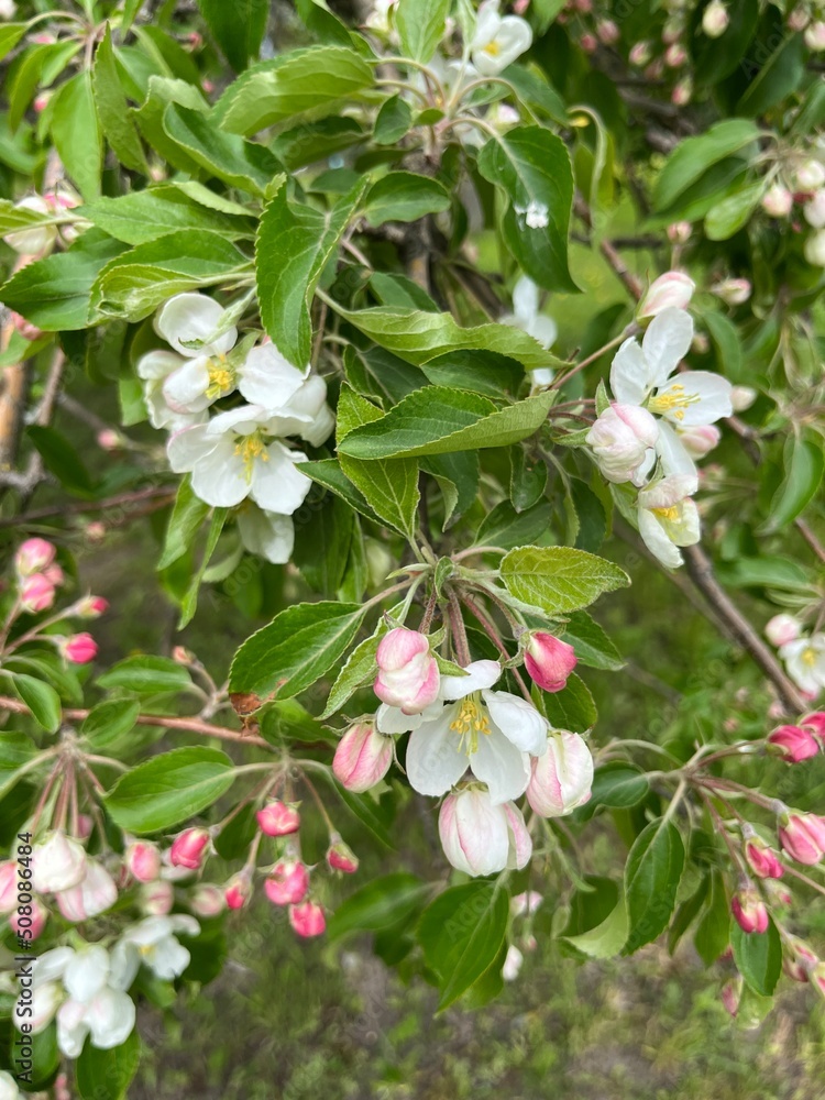Fototapeta premium Blooming apple tree, tender flowers blossom