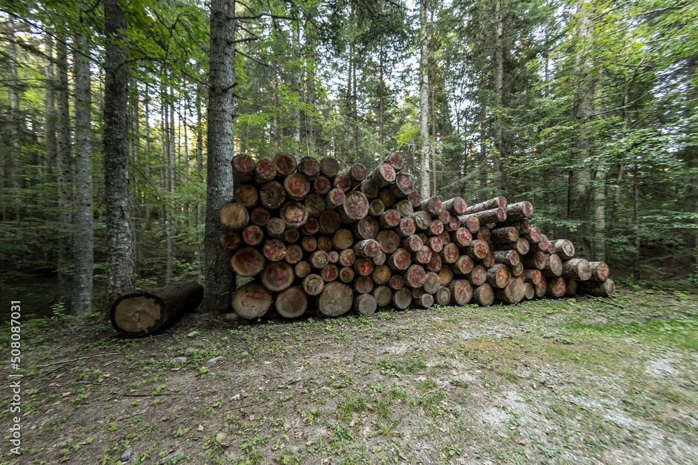 Stack of trunks arranged on the wooded path