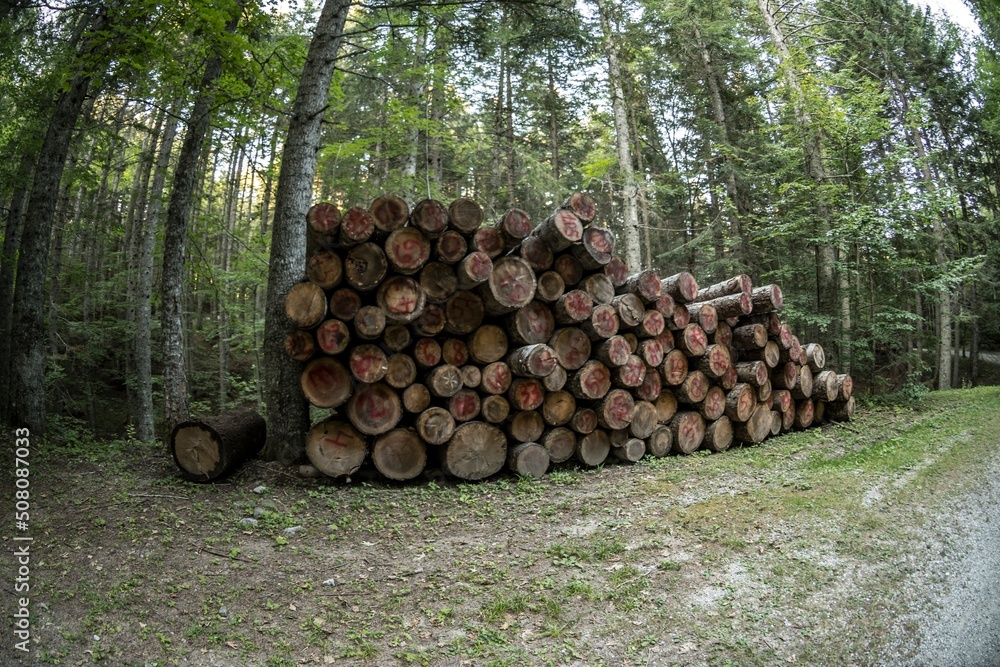 Stack of trunks arranged on the wooded path Stack of trunks arranged on the wooded path