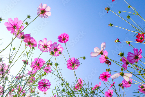 Pink Cosmos flowers beautiful in the garden. © wanatithan