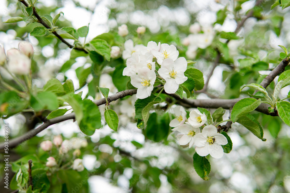 
Flowering in spring - flowers in green leaves