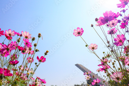 Beautiful cosmos flowers full blooming in morning. photo