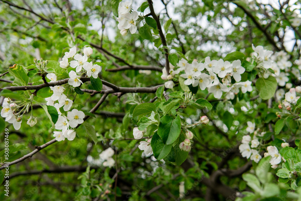 Flowering in spring - flowers in green leaves
Flowering in spring - flowers in green leaves