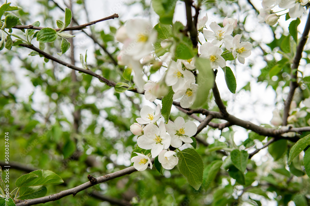 
Flowering in spring - flowers in green leaves