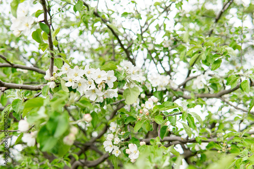 
Flowering in spring - flowers in green leaves