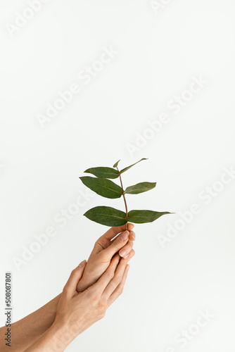 Hands of young female dancer holding green eucalyptus plant branch, white background. Environment, ecology, earth protection concept. Fashion minimalism, healthy sport lifestyle. Copy space template.