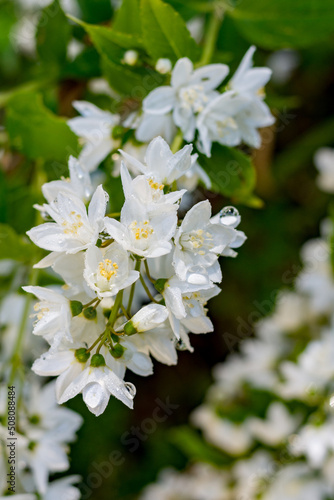 Branch of white flowers, bells with dew drops on them on blurred background.