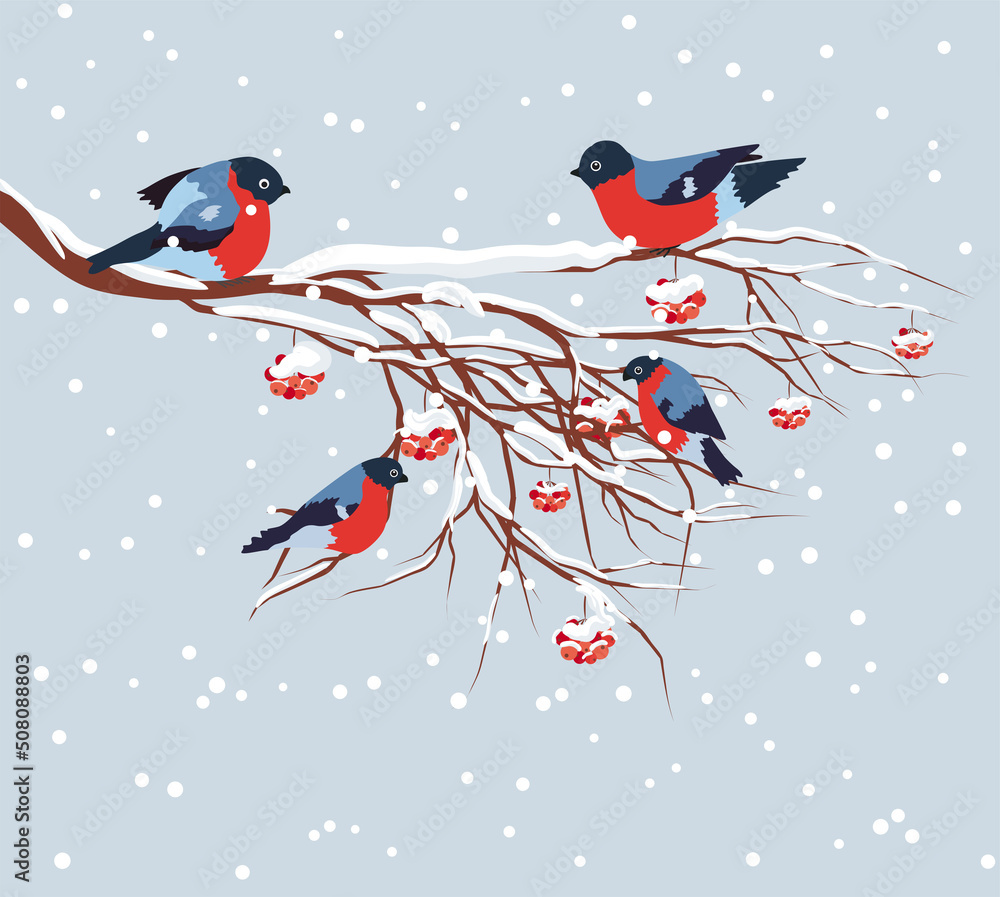 Bullfinch sitting on snow-covered branch of mountain ash. Christmas and New Year design greeting cards Bullfinch sitting on snow-covered branch of mountain ash. Christmas and New Year design greeting cards
