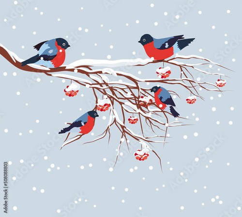 Bullfinch sitting on snow-covered branch of mountain ash. Christmas and New Year design greeting cards