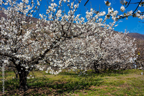 Blossom cherry trees, Jerte, Spain photo