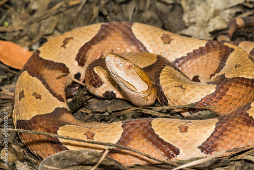 Eastern Copperhead Snake - Agkistrodon contortrix photo