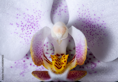 Nahaufnahme Detail einer Orchideenbl  te 