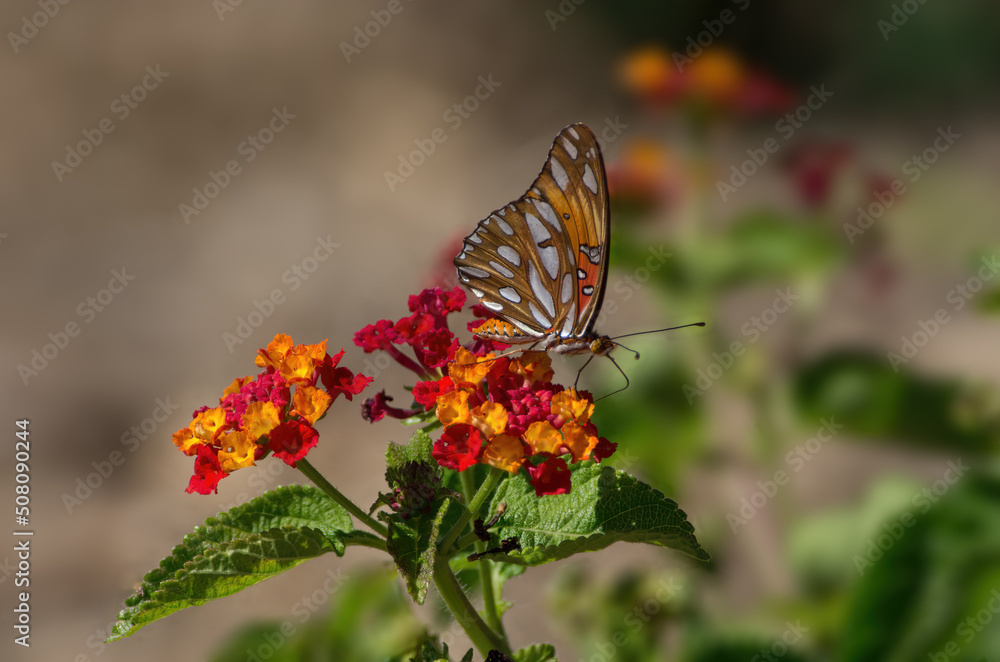 Image of a Gulf Fritillary, Agraulis vanillae, butterfly shown feeding on rlantana flower. Image of a Gulf Fritillary, Agraulis vanillae, butterfly shown feeding on rlantana flower.