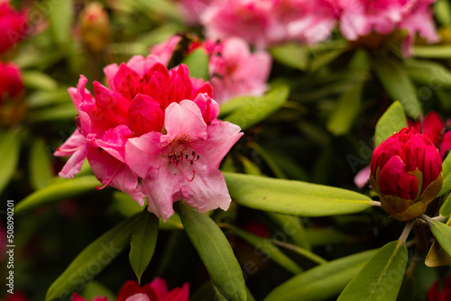 Rhododendron flowers