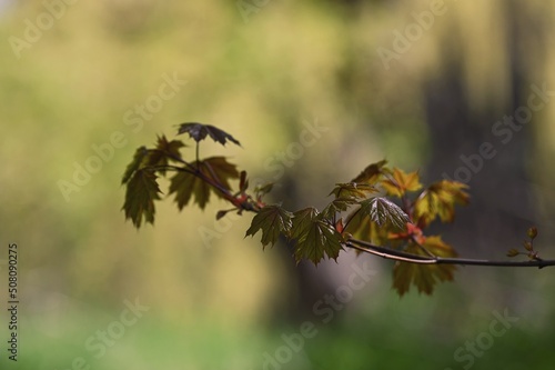 sunlit branch of maple leaves © Karl
