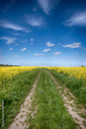 Fototapeta Naklejka Na Ścianę i Meble -  The perfect landscape of fields in a sunny day with perfect clouds in the sky