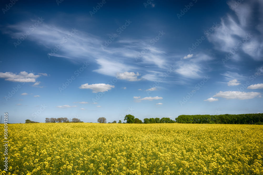 The perfect landscape of fields in a sunny day with perfect clouds in the sky The perfect landscape of fields in a sunny day with perfect clouds in the sky