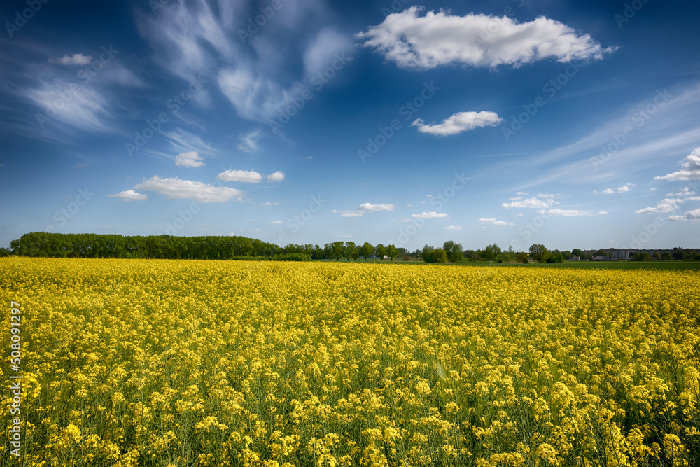 The perfect landscape of fields in a sunny day with perfect clouds in the sky The perfect landscape of fields in a sunny day with perfect clouds in the sky