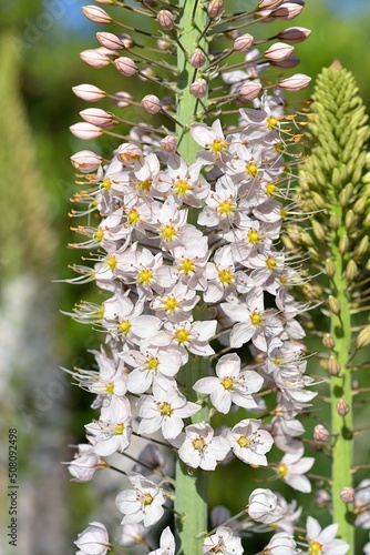 The foxtail lily Eremurus robustus photo