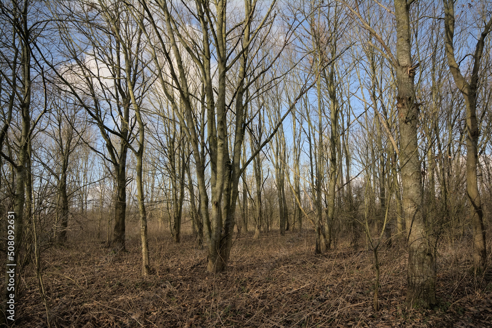 Hiking trail through a sunny bare winter forest with stripes of shadow in Gentbrugse meersen nature reserve, Ghent, Flanders, Belgium Hiking trail through a sunny bare winter forest with stripes of shadow in Gentbrugse meersen nature reserve, Ghent, Flanders, Belgium
