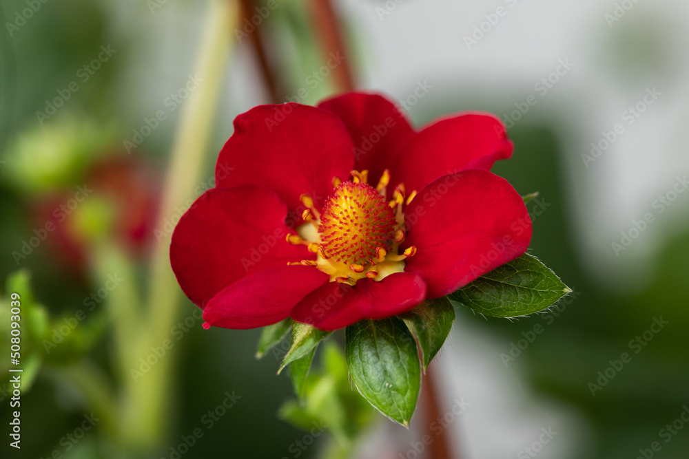 Red strawberry flower close up