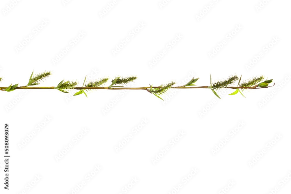 Fototapeta premium tree branch with young green leaves isolated on white background