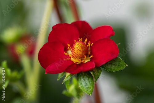 Red strawberry flower close up