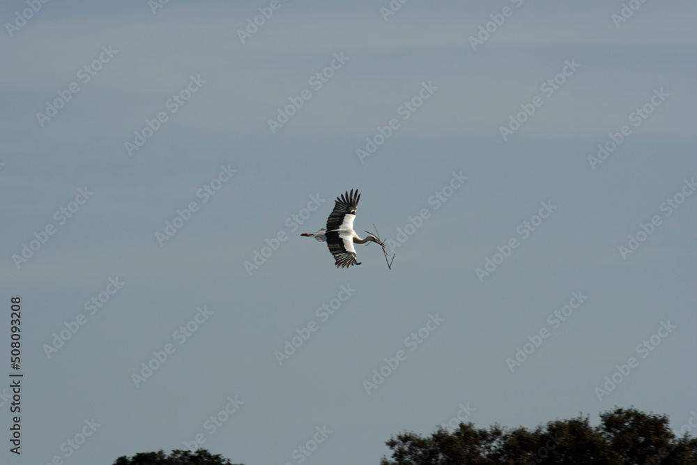 Stork in flight with a branch in its beak Stork in flight with a branch in its beak