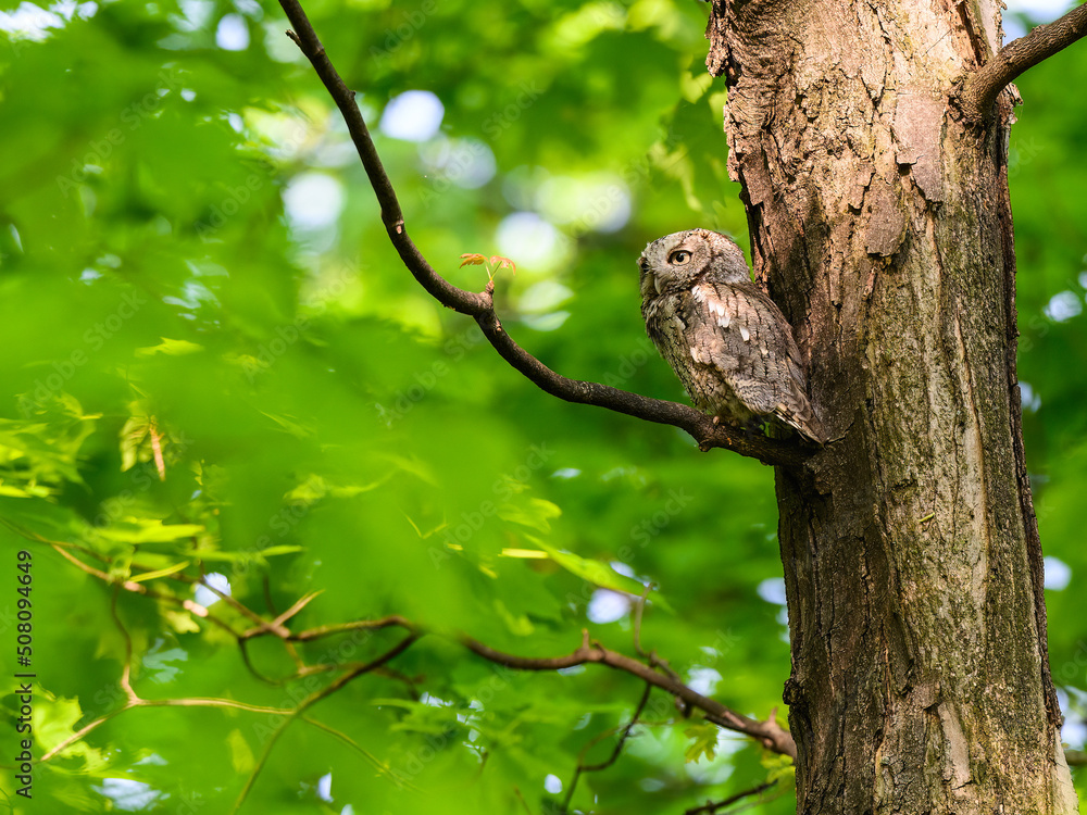 Eastern Screech Owl sitting on tree branch in spring, portrait Eastern Screech Owl sitting on tree branch in spring, portrait