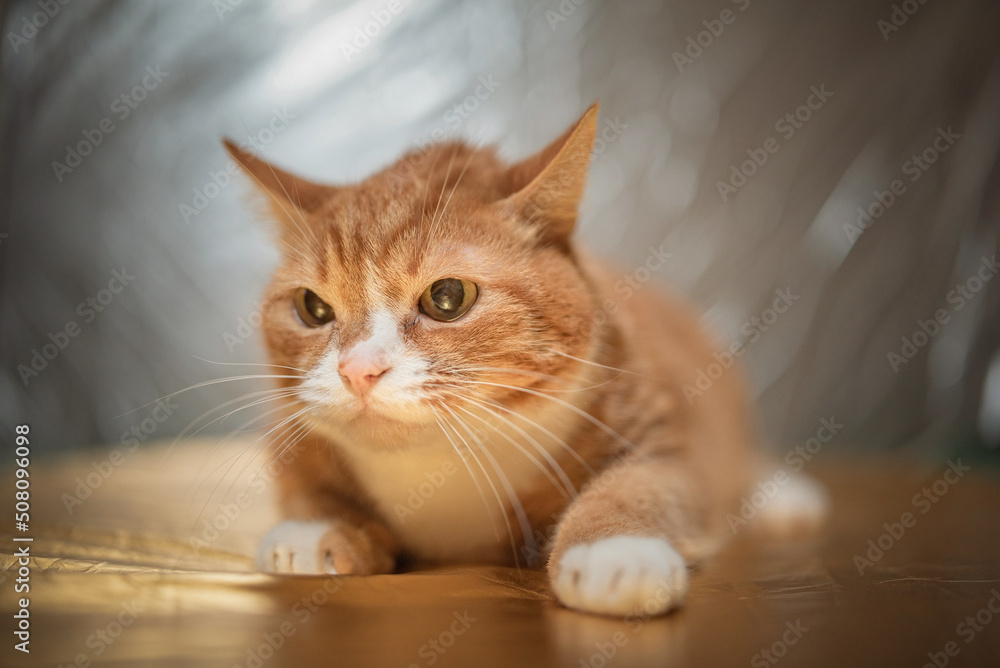 Portrait of a beautiful elderly ginger cat in a home studio.
