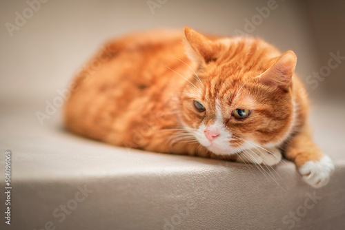 Portrait of a beautiful elderly ginger cat in a home studio.