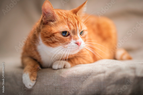 Portrait of a beautiful elderly ginger cat in a home studio.