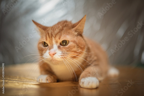 Portrait of a beautiful elderly ginger cat in a home studio. © shymar27