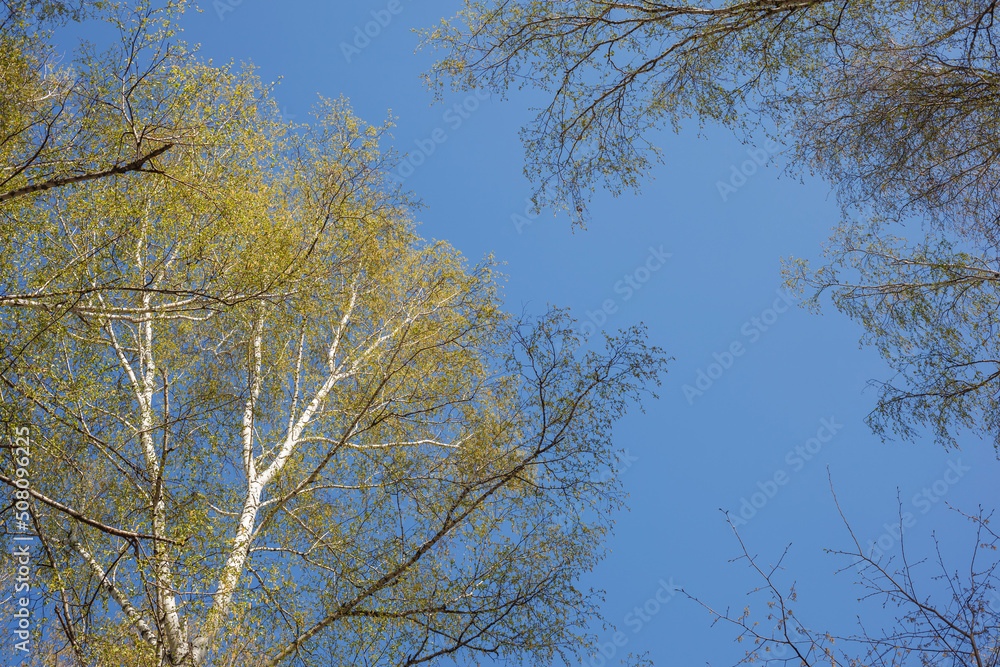 Blue clear sky in the spring in the forest through the crowns, dressed in foliage, trees. Selective focus. Blue clear sky in the spring in the forest through the crowns, dressed in foliage, trees. Selective focus.